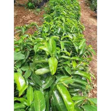 Imagem de Muda de Graviola Altura de 0,40 cm a 0,80 cm - AMK - Jardinagem e Pais