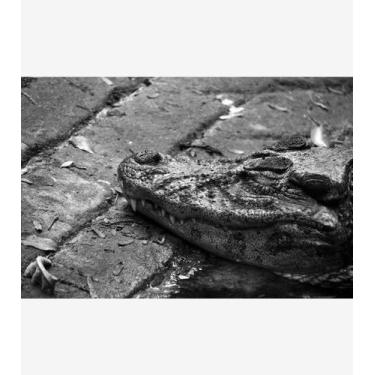 Imagem de Presas e Pedra - Jacaré - Amazart, 48x48