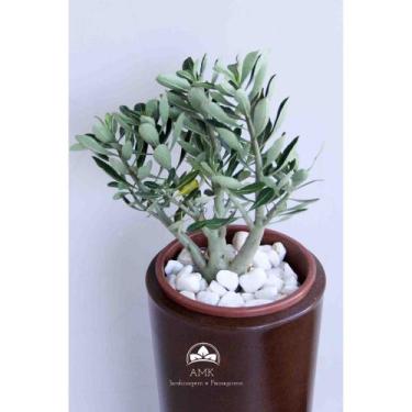 Imagem de Kit Jardinagem - Rosa do Deserto - AMK - Jardinagem e Paisagismo