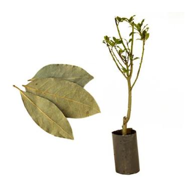 Imagem de Muda de Louro 50 a 80cm AMK - Plantas Online - AMK Jardinagem e Paisag