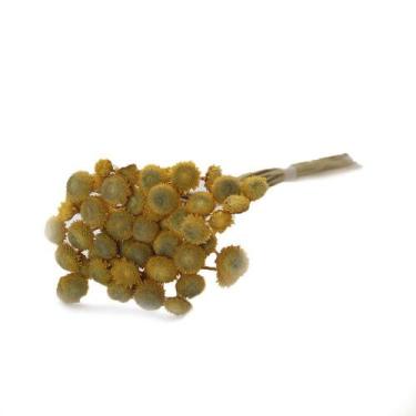 Imagem de Bolinha Amarelo Desidratado - Tem Flores