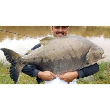 Imagem de Vara Para Pescar Tamba Hard Line 1802BC 15 - 30Lbs 1,80m - 2 Partes - P/ Carretilha