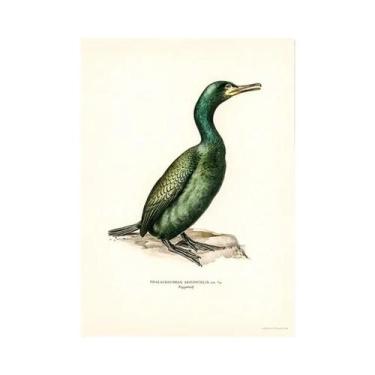 Imagem de Pintura Em Tela De Aves Retro, Arte Realista De Pássaro Cormorão, Deco