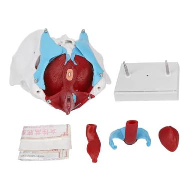 Imagem de Modelo de anatomia pelve feminina Modelo de piso pélvico colorido removível para ensino de obstetrícia Demonstração clínica Material de PVC premium com base estável