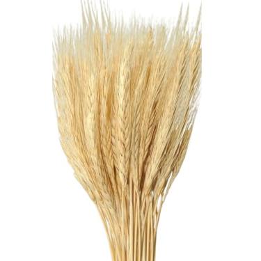 Imagem de 200 Trigo Seco Natural Desidratado decoração Festa Santa Ceia - Decoração Rústica para Igrejas, Casamentos e Centros de Mesa(150 hastes de trigo)