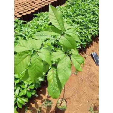 Imagem de Muda de Ipê Rosa Altura de 0,40 cm a 0,80 cm - AMK - Jardinagem e Pais