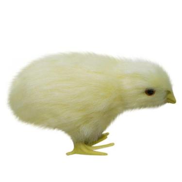 Imagem de Brinquedo macio Pintinho de pelúcia Palmeira de pelúcia Pet Chirpy Chi