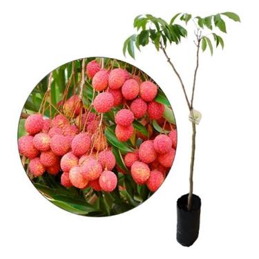 Imagem de Linda Muda De Lichia Kwai Mai Pink Precoce Produz Rápido - Galpão Livy