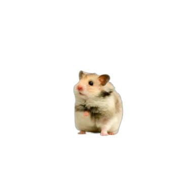 Imagem de Protetor De Gaiola Para Hamsters Absorvente 5 Un G 90X100Cm