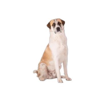 Imagem de Tapete Para Pets Higiênico Em Oferta 3 Un G 90X100Cm - Shelby Moda Pet