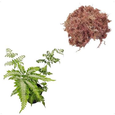 Imagem de Kit Muda De Samambaia Prata Variegata Planta Natural + Musgo Sphagnum 5L Substrato Retem Umidade