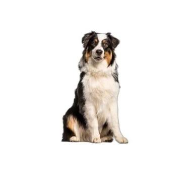 Imagem de Tapete Para Pets Lavável Em Oferta 1 Un M1 70X100 Cm - Shelby Moda Pet
