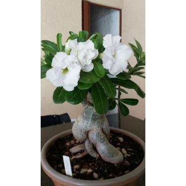 Imagem de Flor do deserto branca - camila flores e plantas