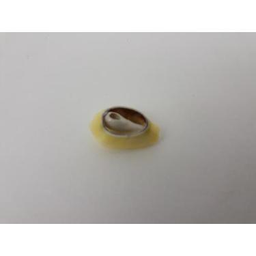 Imagem de Búzio Branco Aberto Para Candomblé Umbanda Artesanato - Sabat