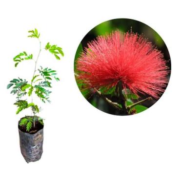 Imagem de Muda da Flor Caliandra Vermelha'(Para Bonsai) - no-brand