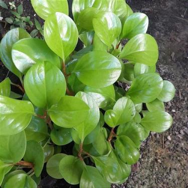 Imagem de Folhagem peperonia neon no vaso - Orquídeas & Cia