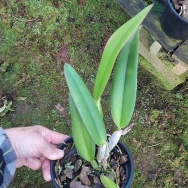 Imagem de Cattleya muda adulta com identificação - Orquídeas & Cia