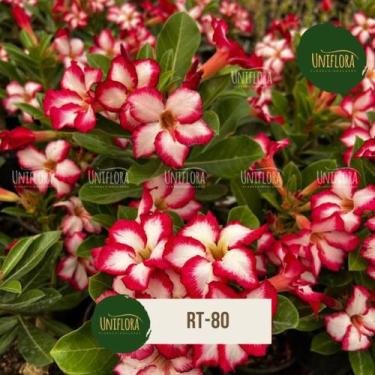 Imagem de Rosa do deserto BUQUE BRANCA COM VERMELHO RT80 - UNIFLORA