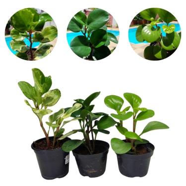 Imagem de Kit 3 Peperômia Planta Natural Mudas Variada Pote10 Especial Plantas Vivas Verde