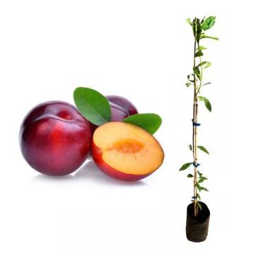 Imagem de Muda de Ameixa Roxa 50 a 80cm AMK - Plantas Online - AMK Jardinagem e 