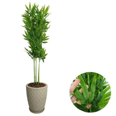 Imagem de Planta Artificial Bambu Da Sorte com Vaso Polietileno Cores - PlantaIm