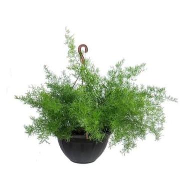 Imagem de Aspargo alfinete cuia 21 vaso suspenso planta proteção natural - Quint