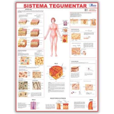 Imagem de Mapa Sistema Tegumentar Do Corpo Humano 120x90 Cm - Medicina - Enferma