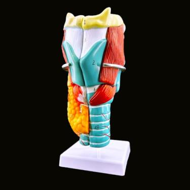 Imagem de Veipho Modelo de garganta humana ampliada 2x - Modelo anatomicamente preciso de anatomia 3D de laringe humana com 5 peças destacáveis, base e manual numerado para ensino, ensino em sala de aula de