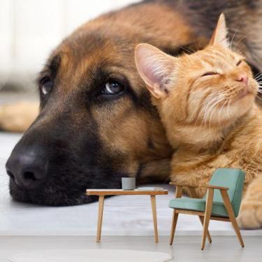 Imagem de Papel de Parede Veterinário Banho e Tosa Sala Painel - 407pcp - Allodi