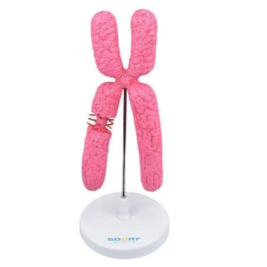 Imagem de Cromossomo Ampliado Aproximadamente 100 Mil Vezes