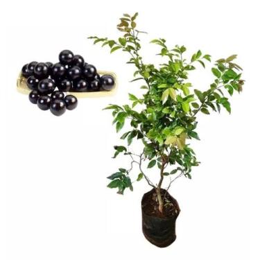 Imagem de Muda de Jabuticaba 50 a 80cm AMK - Plantas Online - AMK Jardinagem e P
