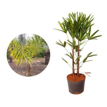 Imagem de Muda de Rafia 50 a 80cm AMK - Plantas Online - AMK Jardinagem e Paisag