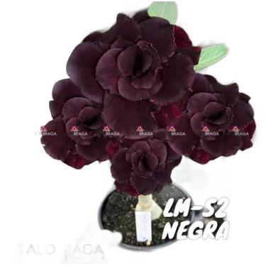 Imagem de 01 Rosa Do Deserto Enxerto VS-14 NEGRA - LM-S2 - Italo Braga