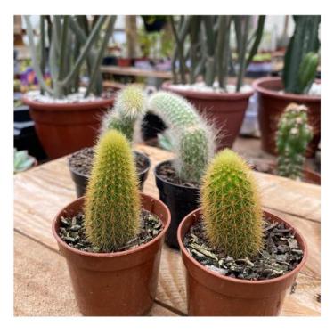 Imagem de Kit Com 2 Mudas De Rabo De Macaco 2 De Rabo De Gato Plantada - Ta na M