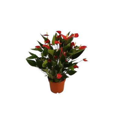 Imagem de Mini/micro Antúrio Vermelho Planta Adulta E Natural - green house