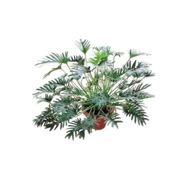 Imagem de Xanadu Philodendron GRANDE adulta com vaso ornamental paisagismo natur