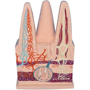 Imagem de Modelo de Vilos do Intestino Delgado do Sistema Digestivo Humano, Modelo de Vilos Intestinais, Modelo Educacional Anatômico Médico para Demonstração de Ensino de Estudos Médicos