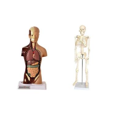 Imagem de Esqueleto 45 Cm + Torso Humano De 28 Cm 14 Partes