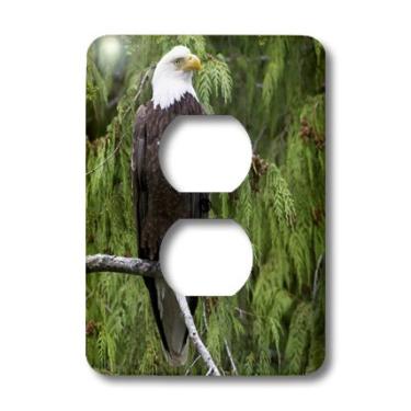 Imagem de 3dRose lsp_45624_6" Águia careca empoleirada em uma árvore alta.(Haliaeetus Leucocephalus).Monumento Nacional Fiord, Capa de saída do Alasca