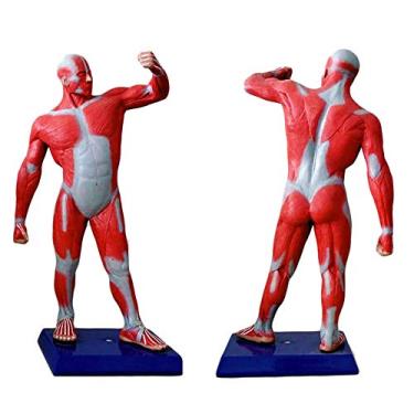 Imagem de EHVYBDX Figura muscular humana de 50 cm - modelo de sistema muscular tem anatomia muscular superficial e estrutura do corpo - Modelo de exibição de movimento muscular humano em miniatura -
