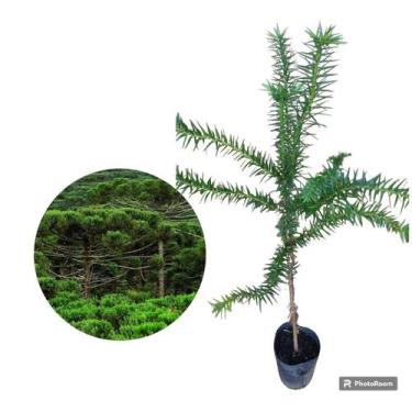 Imagem de Muda de Pinheiro Araucária - Koch