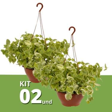 Imagem de Kit 2 Muda de Peperômia Filodendro Cuia 21 Planta Pendente - Verde Gar