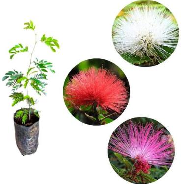 Imagem de Kit Muda da Flor Caliandra 1 Branca 1 Vermelha 1 Rosa para Cerca viva 