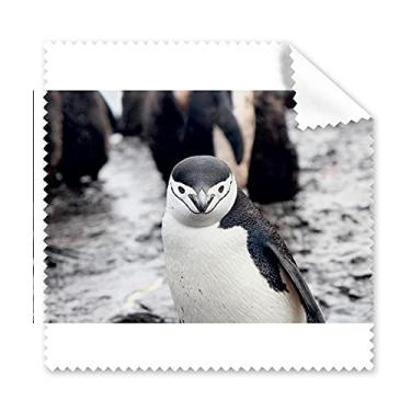 Imagem de Pano de limpeza de pinguim animal organismo terrestre tela de telefone limpador 5 peças