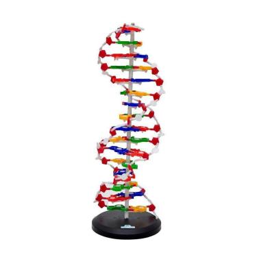 Imagem de Dupla Hélice De D.N.A, Anatomia