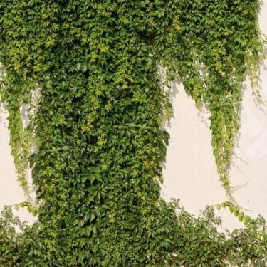 Imagem de Painel De Parede The Wall 2 Folhagem Verde 392271