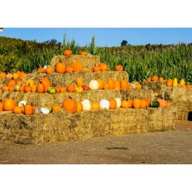 Imagem de Fmarui Pano de fundo de abóbora 2,1 x 1,5 m para fazenda, fardos de feno e milho, para Halloween, outono, Dia de Ação de Graças, labirinto de milho, tema de festival de colheita, adereços de fotos