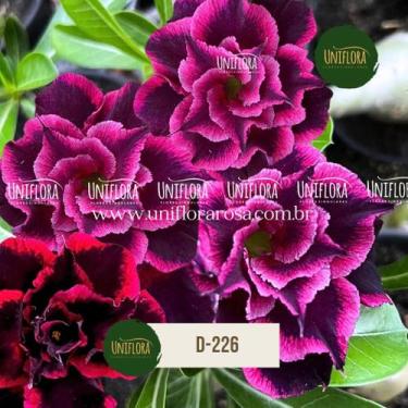 Imagem de ENXERTO Rosa do Deserto DE FLOR DOBRADA ROXA COM BORDAS DESTACADAS D22