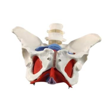 Imagem de YIJU Modelo de pelve feminina Modelo HIP Modelo de equipamento educacional flexível Ajuda de ensino de vida para parteira em ginecologia obstétrica