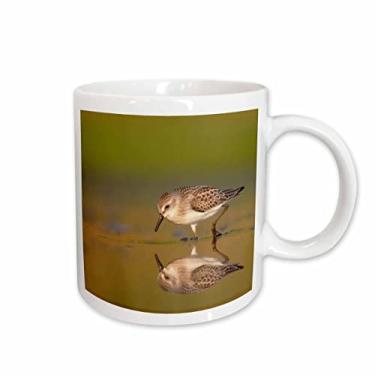 Imagem de 3dRose Caneca de cerâmica New York City, Jamaica Bay Refuge, pássaro Sandpiper - US33 BJA0045-Jaynes Gallery, 325 ml, branca